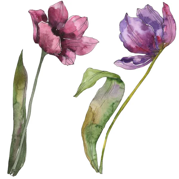 Purple Tulip Floral Botanical Flowers Wild Spring Leaf Wildflower Isolated — Stock Photo, Image