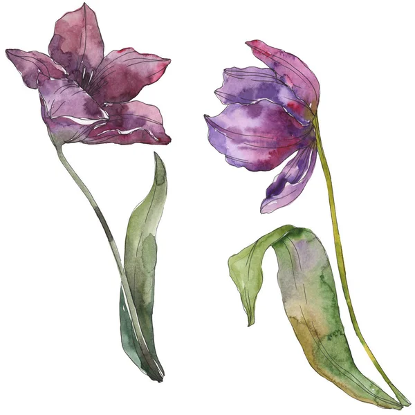 Purple Tulip Floral Botanical Flowers Wild Spring Leaf Wildflower Isolated — Stock Photo, Image