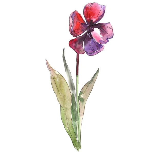 Red tulip isolated illustration element. Watercolor background illustration.