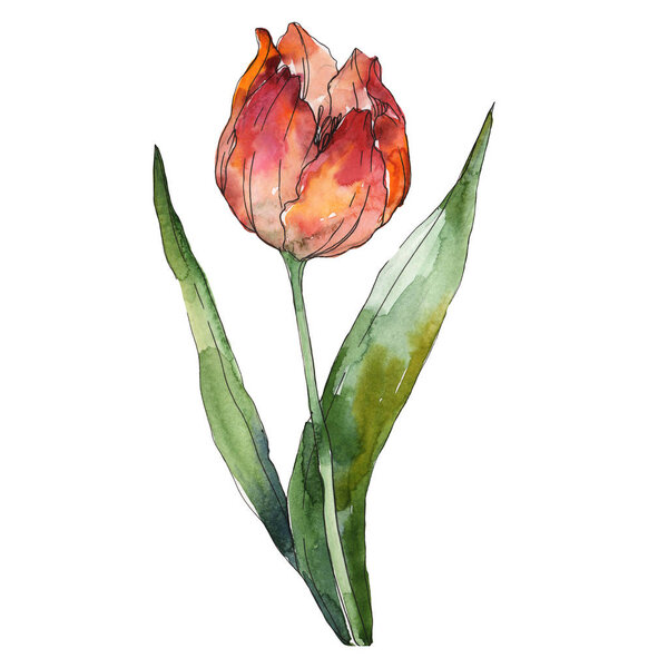 Red tulip isolated illustration element. Watercolor background illustration.
