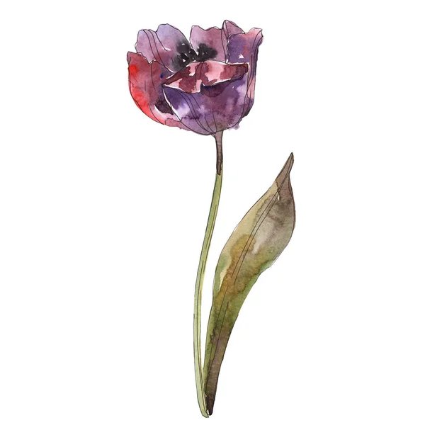 在白色水彩背景例证元素查出的紫色郁金香 — 图库照片