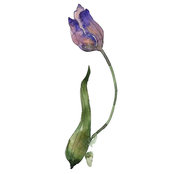 Paarse Tulp Geïsoleerd Witte Aquarel Achtergrond Afbeelding Element — Stockfoto