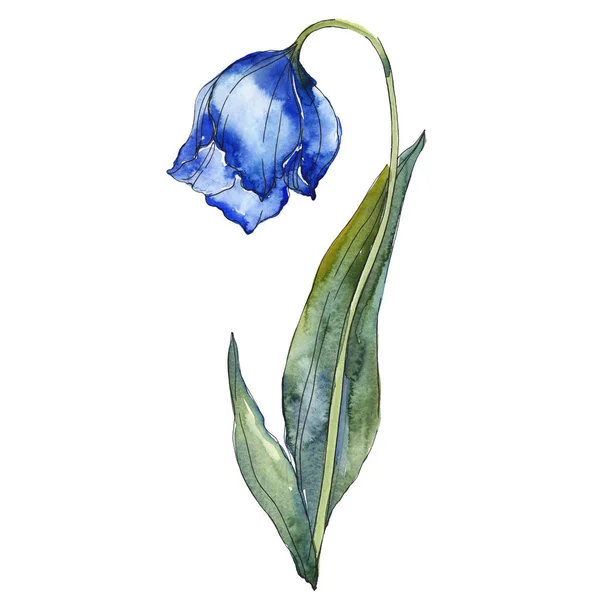 Blå Tulpan Isolerad Vita Akvarell Bakgrundselement Illustration — Stockfoto