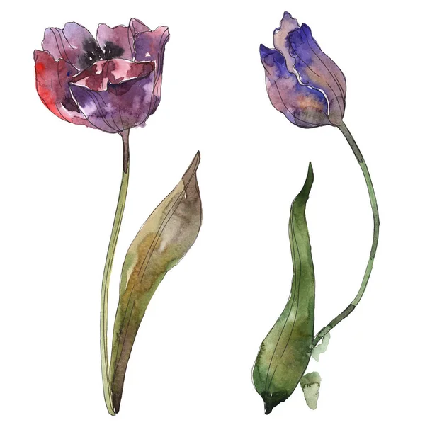Purple Tulips Isolated White Watercolor Background Illustration Elements — Stock Photo, Image
