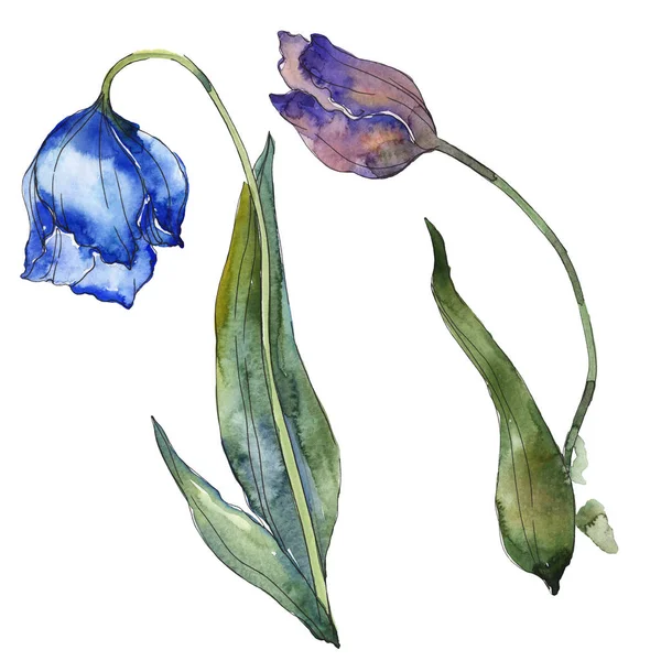 Blue Purple Tulips Isolated White Watercolor Background Illustration Elements — Stock Photo, Image