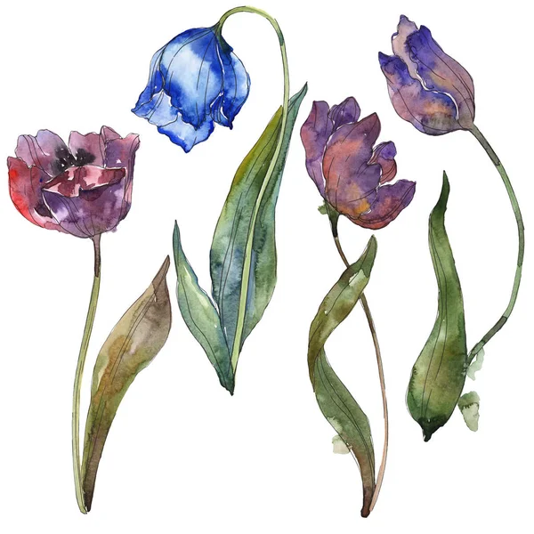 白い水彩画背景の図要素に分離された青と紫色のチューリップ — ストック写真