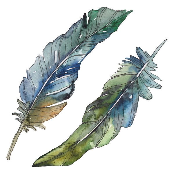 Bird feather from wing isolated. Watercolor background illustration set. Watercolour drawing fashion aquarelle isolated. Isolated feathers illustration element.