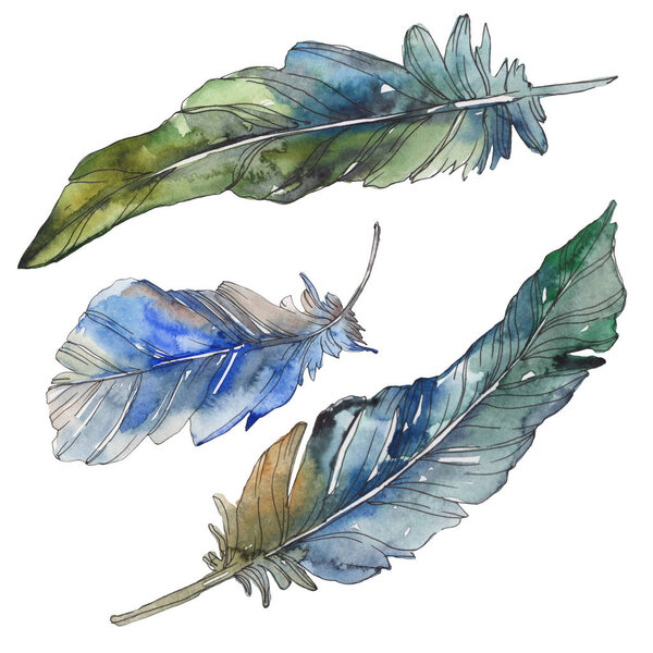 Bird feather from wing isolated. Watercolor background illustration set. Watercolour drawing fashion aquarelle isolated. Isolated feathers illustration element.
