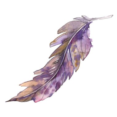 Kuş tüyü izole Wing. Suluboya arka plan illüstrasyon küme. Suluboya çizim moda aquarelle izole. İzole tüy illüstrasyon öğesi.