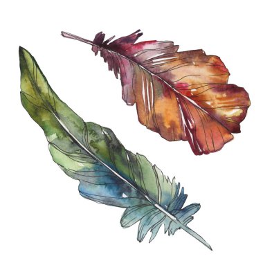 Kuş tüyü izole Wing. Suluboya arka plan illüstrasyon küme. Suluboya çizim moda aquarelle izole. İzole tüyler illüstrasyon öğesi.
