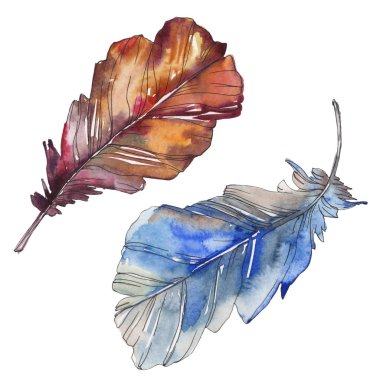 Kuş tüyü izole Wing. Suluboya arka plan illüstrasyon küme. Suluboya çizim moda aquarelle izole. İzole tüyler illüstrasyon öğesi.