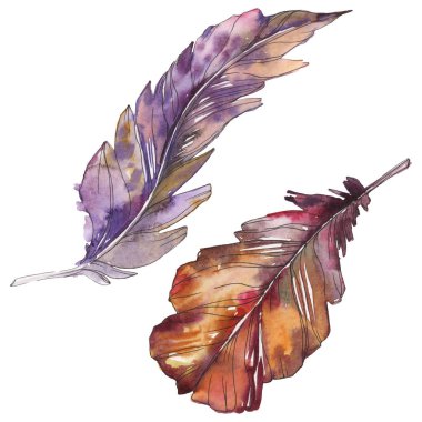 Kuş tüyü izole Wing. Suluboya arka plan illüstrasyon küme. Suluboya çizim moda aquarelle izole. İzole tüyler illüstrasyon öğesi.