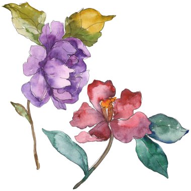 Beyaz izole kırmızı ve mor Kamelya çiçekler. Suluboya arka plan illüstrasyon öğeleri.