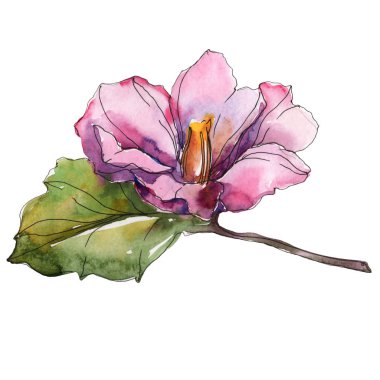 Beyaz izole kırmızı ve mor kamelya. Suluboya arka plan illüstrasyon öğesi.