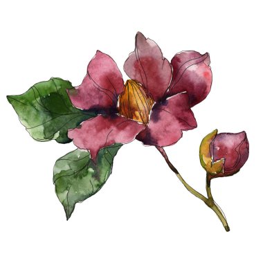 Beyaz izole kırmızı ve mor kamelya. Suluboya arka plan illüstrasyon öğesi.