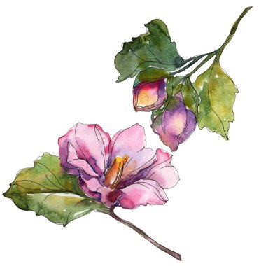 Beyaz izole kırmızı ve mor kamelya. Suluboya arka plan illüstrasyon öğesi.