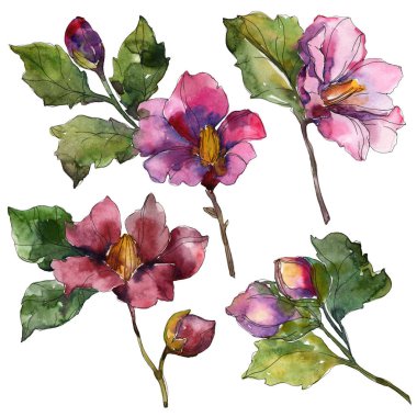 Beyaz izole kırmızı ve mor kamelya. Suluboya arka plan illüstrasyon öğesi.