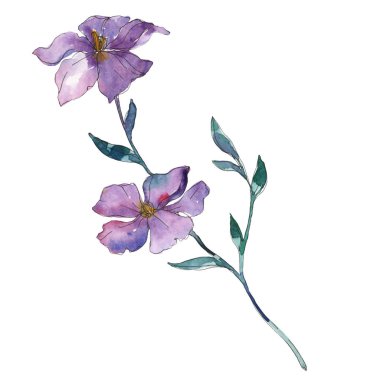 Mavi ve mor keten botanik çiçek. Vahşi bahar yaprak izole kır çiçeği. Suluboya arka plan illüstrasyon küme. Suluboya çizim moda aquarelle. İzole keten illüstrasyon öğesi.