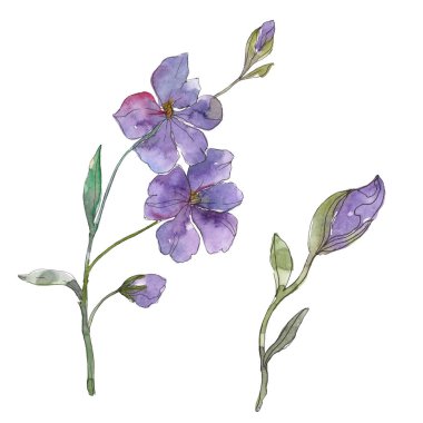 Mavi ve mor keten botanik çiçek. Vahşi bahar yaprak izole kır çiçeği. Suluboya arka plan illüstrasyon küme. Suluboya çizim moda aquarelle. İzole keten illüstrasyon öğesi.