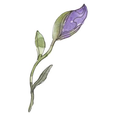 Mavi ve mor keten botanik çiçek. Vahşi bahar yaprak izole kır çiçeği. Suluboya arka plan illüstrasyon küme. Suluboya çizim moda aquarelle. İzole keten illüstrasyon öğesi.