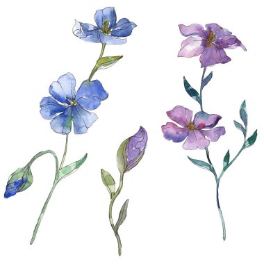 Mavi ve mor keten botanik çiçek. Vahşi bahar yaprak izole kır çiçeği. Suluboya arka plan illüstrasyon küme. Suluboya çizim moda aquarelle. İzole keten illüstrasyon öğesi.