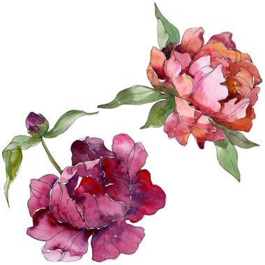 Mor peonies suluboya arka plan illüstrasyon ayarlayın. İzole peonies resimde unsurlar.