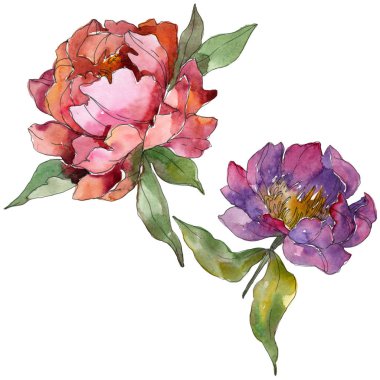 Mor peonies suluboya arka plan illüstrasyon ayarlayın. İzole peonies resimde unsurlar.