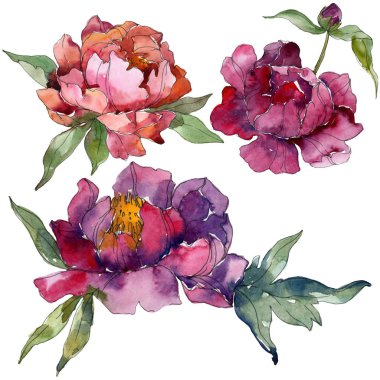 Mor peonies suluboya arka plan illüstrasyon ayarlayın. İzole peonies resimde unsurlar.