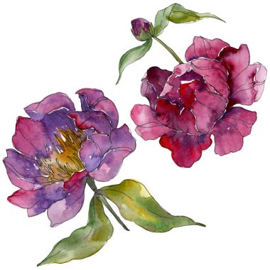 Mor peonies suluboya arka plan illüstrasyon ayarlayın. İzole peonies resimde unsurlar.