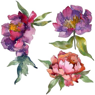 Mor peonies suluboya arka plan illüstrasyon ayarlayın. İzole peonies resimde unsurlar.