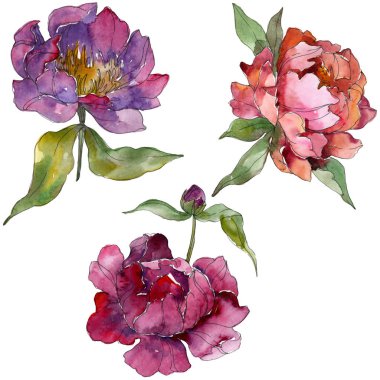 Mor peonies suluboya arka plan illüstrasyon ayarlayın. İzole peonies resimde unsurlar.