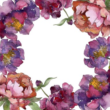 Mor izole üzerinde beyaz peonies suluboya arka plan illüstrasyon küme. Çerçeve kenarlığı süsleme.