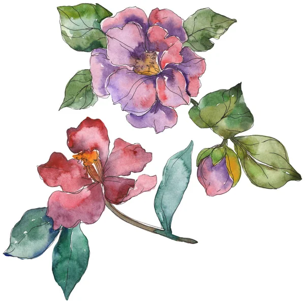Rode Paarse Camellia Bloemen Geïsoleerd Wit Aquarel Illustratie Achtergrondelementen — Stockfoto