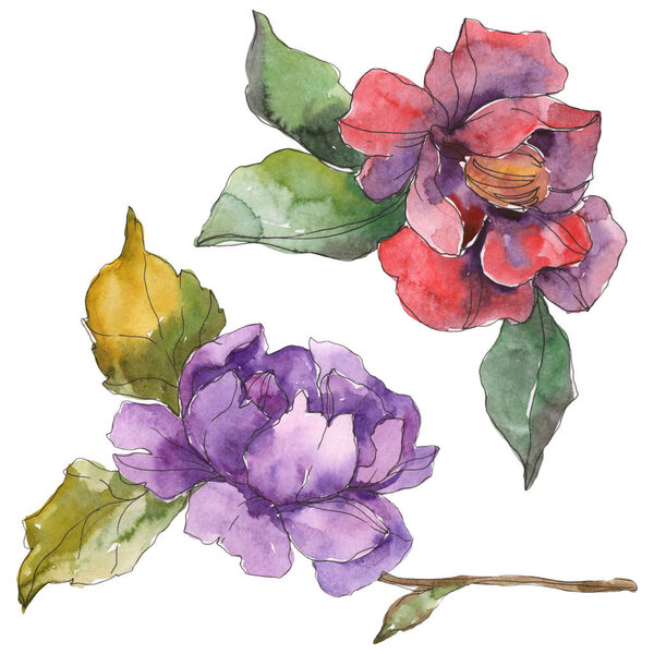 Red and purple camellia flowers isolated on white. Watercolor background illustration elements.
