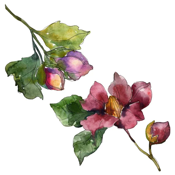 Czerwony Fioletowy Camellia Białym Tle Element Ilustracja Tła Akwarela — Zdjęcie stockowe