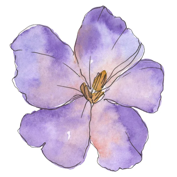 Lino Azul Púrpura Flor Botánica Floral Flor Silvestre Hoja Primavera — Foto de Stock