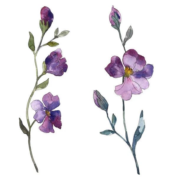 Fleur Botanique Florale Lin Violet Bleu Feuille Sauvage Printemps Fleur — Photo