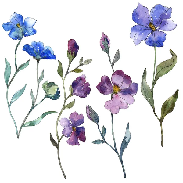 Синий Фиолетовый Цветочный Ботанический Цветок Дикий Весенний Цветок Изолирован Набор — стоковое фото