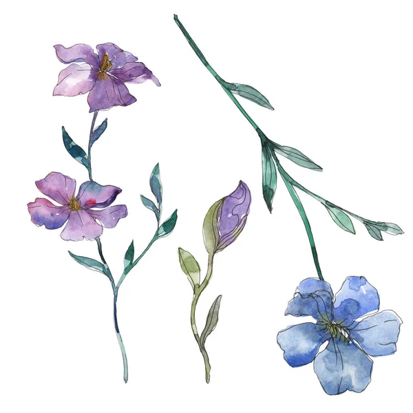 Biru Dan Ungu Flax Bunga Botani Bunga Liar Daun Musim — Stok Foto