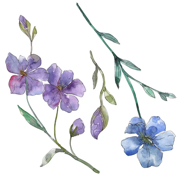 Sininen Violetti Pellava Kukka Kasvitieteellinen Kukka Villi Kevään Lehti Luonnonvarainen — kuvapankkivalokuva