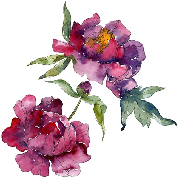 Purple Peonies Watercolor Background Illustration Set Isolated Peonies Illustration Elements — Stock Photo, Image