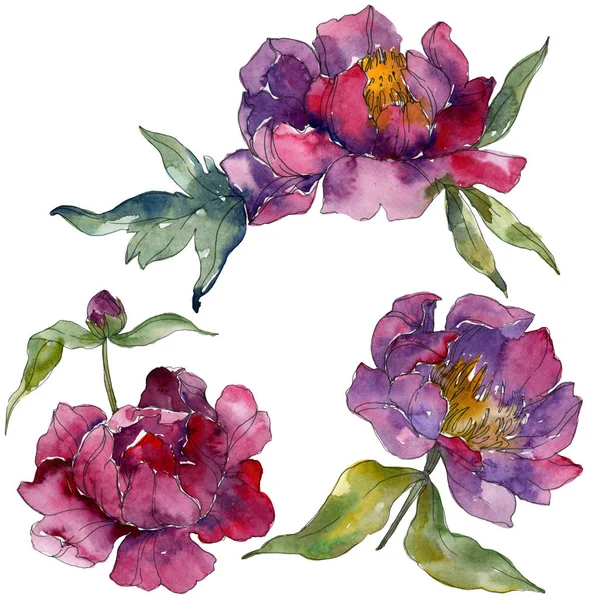 Purple Peonies Watercolor Background Illustration Set Isolated Peonies Illustration Elements — Stock Photo, Image