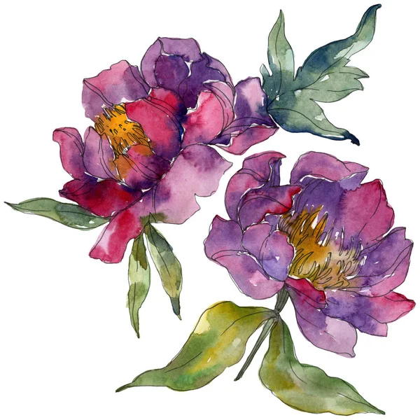 Lila Pünkösdi Rózsa Akvarell Háttér Illusztráció Beállítása Elszigetelt Pünkösdi Rózsa — Stock Fotó