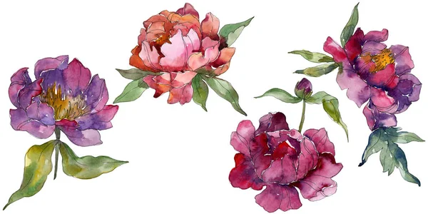 Purple peonies watercolor background illustration set. Isolated peonies illustration elements.