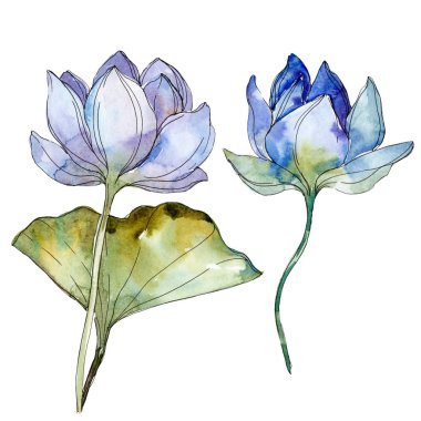 Blue and purple lotuses. Watercolor background illustration set. Isolated lotuses illustration elements. clipart