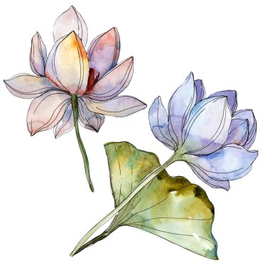 Mavi ve mor dalsızdır. Suluboya arka plan illüstrasyon küme. İzole nilüferler resimde unsurlar.