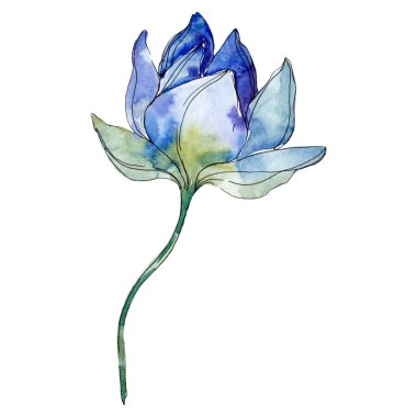 Mavi ve mor lotus çiçeği. Suluboya arka plan illüstrasyon izole öğesi.