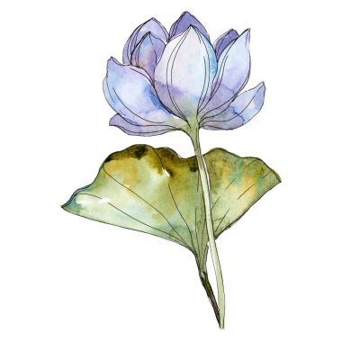 Yaprak yeşil ile mavi ve mor lotus çiçeği. Suluboya izole resimde unsurlar.
