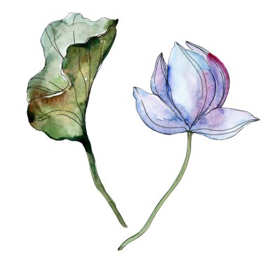 Yaprak yeşil ile mavi ve mor lotus çiçeği. Suluboya izole resimde unsurlar.