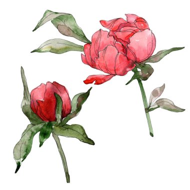 Beyaz izole kırmızı peonies. Suluboya arka plan illüstrasyon seti. 